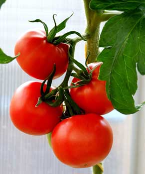 Tomato Fruit Plant