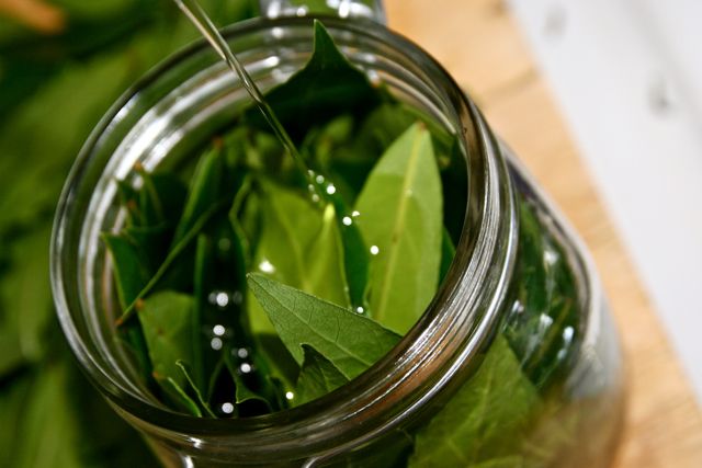 Bay Leaf Oil