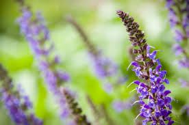 Clary Sage Oil