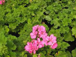 geranium oil