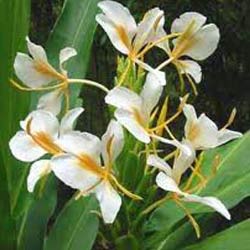 Hedychium Oil