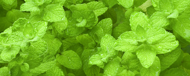 Mentha Citrata Oil