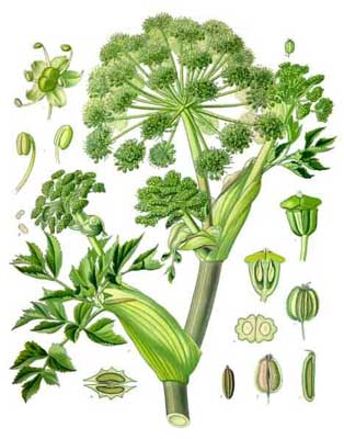 Angelica Root Essential Oil, for Aromatherapy, Medicine Use, Personal Care