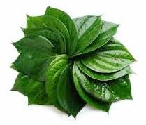 Blended Organic Betel Leaf Essential Oil, for Human Consumption, Certification : FSSAI Certified