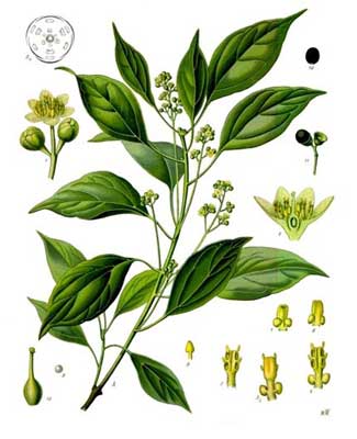 Camphor Essential Oil, for Aromatherapy, Medicine Use, Personal Care