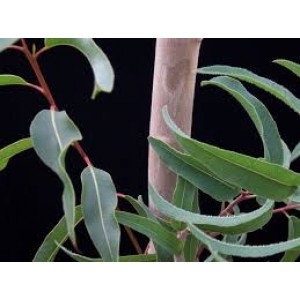 eucalyptus citriodora