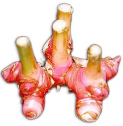 Galangal