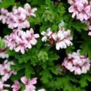 Geranium Oil