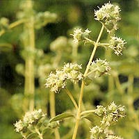 Marjoram Oil