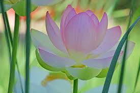 Pink Lotus Absolute Oil, for Aromatherapy, Medicine Use, Personal Care