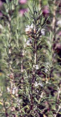 rosemary oil