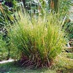 Vetiver Oil(South India)