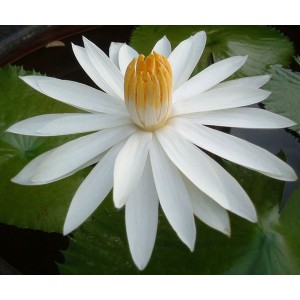 White Lotus Absolute