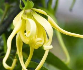 Ylang Ylang Oil