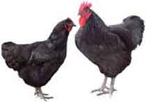 black jersey chicken