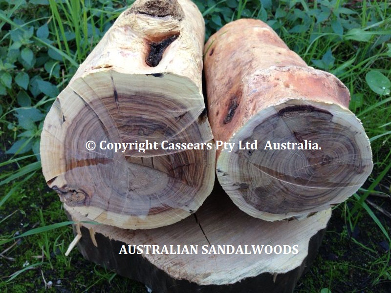 Australian Sandalwood Logs