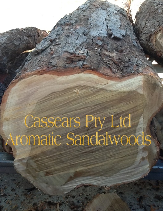 High Grade Sandalwood Logs