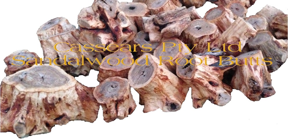 Sandalwood Root Butts