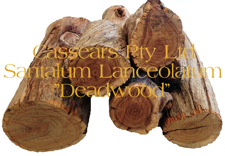 Sandalwood Santalum Lanceolatum