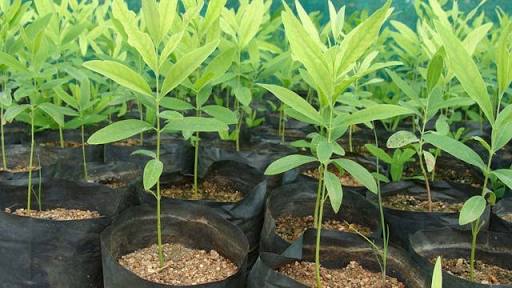 sandalwood plants