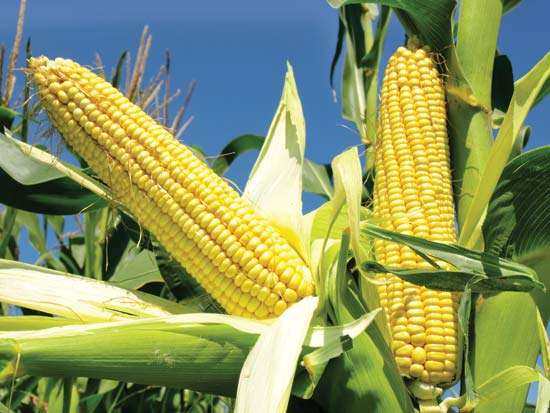 Yellow corn, Agricultural products