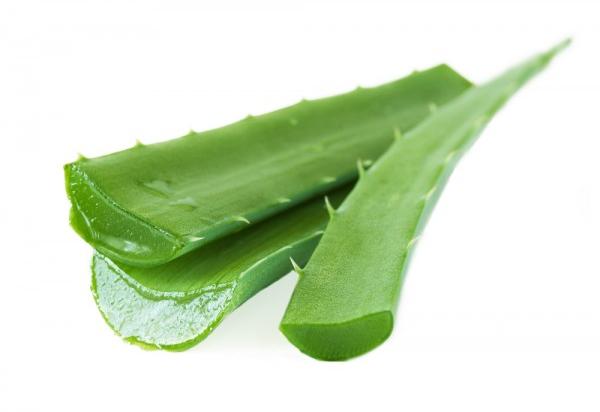 Organic Fresh Aloe Vera Leaves, for Beverages, Medicines, Cosmetic Products Etc.