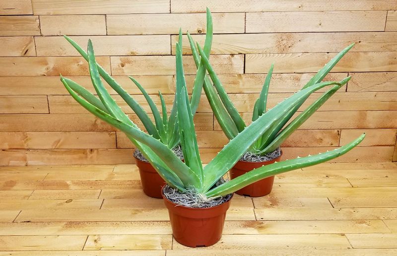 Aloe Vera Plant, for Cultivation, Beverages, Skin Lotion, Cosmetics, Ointments etc., Grade : Superior