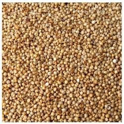 Sorghum Seeds, for Used in food, Color : Brown