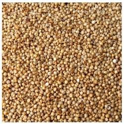 Sorghum Seeds