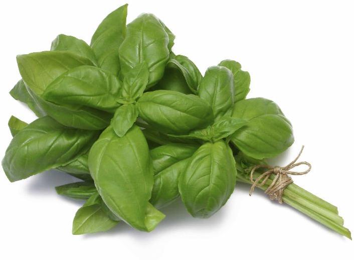 Fresh Basil Leaves