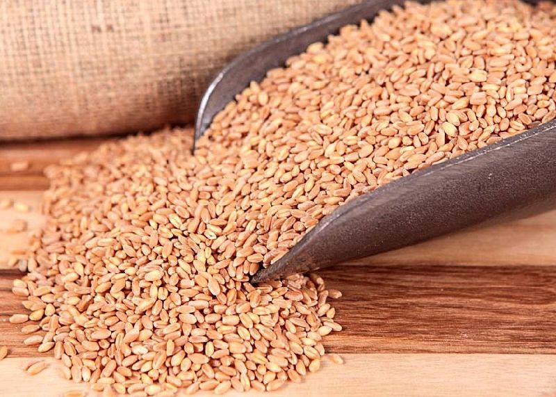 Organic Wheat Seeds, for Roti, Khakhara, Grade : Food Grade