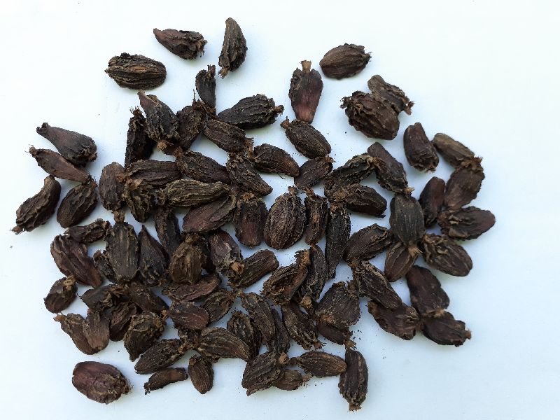 BIG SIZE CARDAMOM