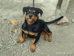 Rottweiler Female, for Personal Use, Style : Alive