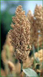 Sorghum