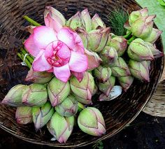 Natural Lotus Flower, for Decorative, Garlands, Vase Displays, Occasion : Weddings