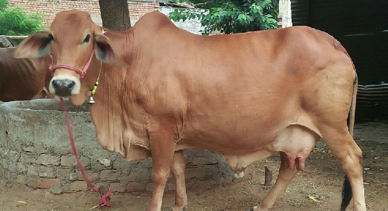 Sahiwal Cow Buy Sahiwal Cow For Best Price At Inr 30 K Piece S Approx