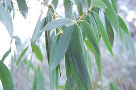 Eucalyptus globulus leaves, for Medicinal use, Color : Green