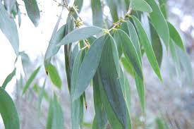 Eucalyptus globulus leaves