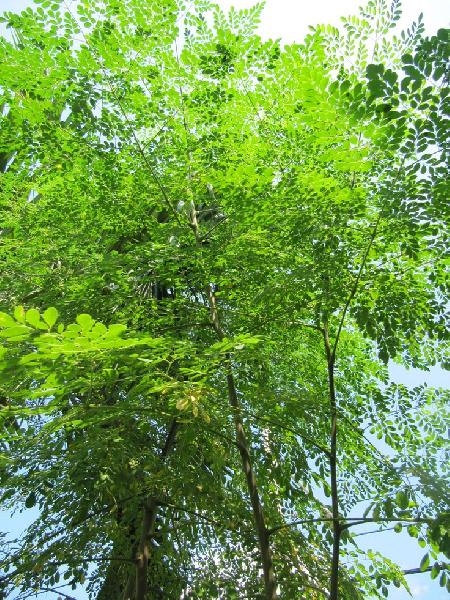 moringa oleifera leaves