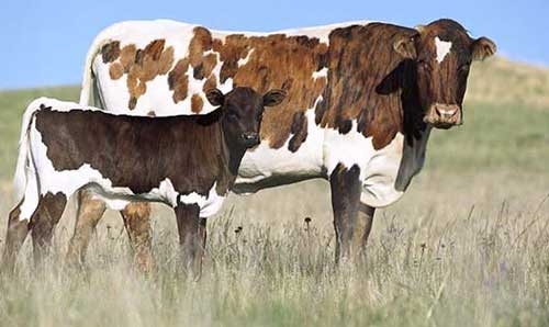 Cross Breed Cow