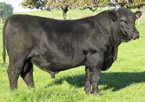 Murrah Breeding Bulls