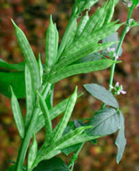 guar gum plant