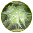 Tribulus Terrestris