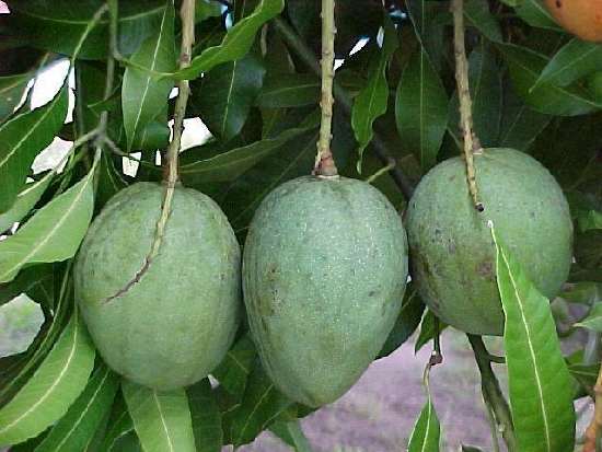 Indian Mango