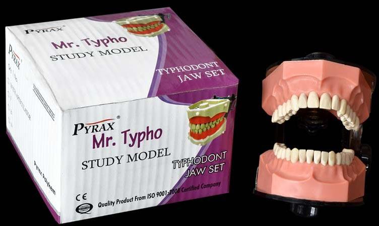 Typhodont Jaw Set