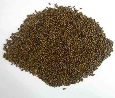 Cassia Tora Natural Seeds