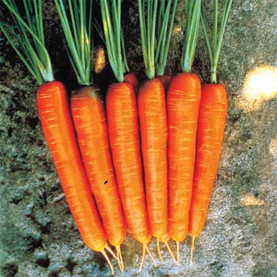 Carrots - Red Long