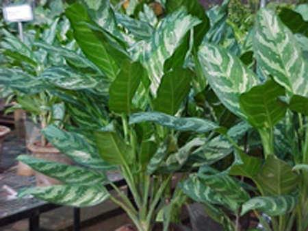 Aglaonema Marantifolium