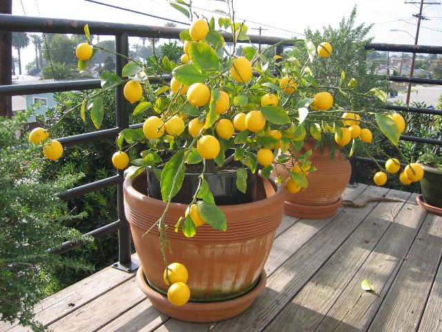 lemon plant