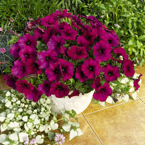 Pitunias Flower